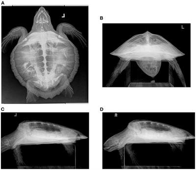 Description of normal pulmonary radiographic findings in 55 apparently healthy juvenile Kemp's ridley sea turtles (Lepidochelys kempii)